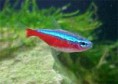 /album/fotos-de-peixes/neon-cardial-jpg/